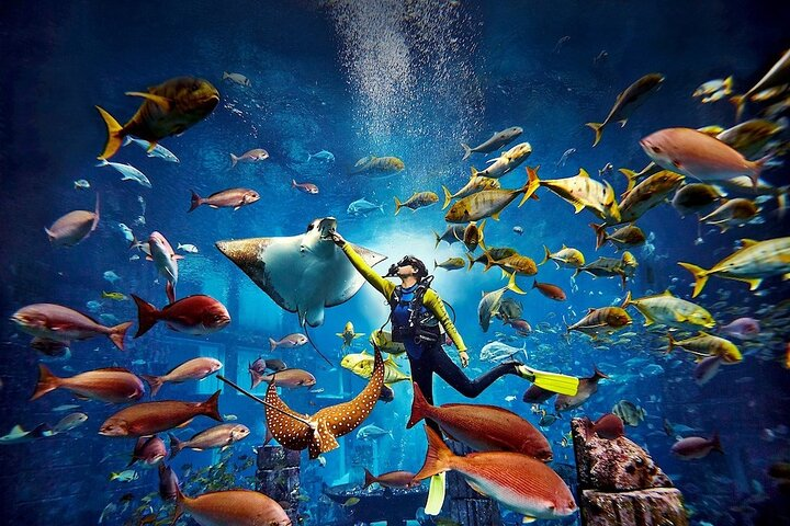 Immerse yourself in a mesmerizing underwater world surrounded by diverse marine life and the stunning backdrop of the legendary Lost City of Atlantis at The Lost Chambers Aquarium.